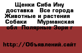 Щенки Сиба Ину доставка - Все города Животные и растения » Собаки   . Мурманская обл.,Полярные Зори г.